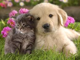 Puppy and Kitten together in the garden.